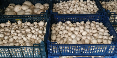 Looking for suppliers of mushrooms. WhatsApp 00491726574405
