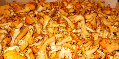 Looking for suppliers of chanterelles. WhatsApp 00491726574405