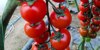 Hochwertige Tomaten (rot, rosa, kirschrot, schwarz) aus Albanien bereit