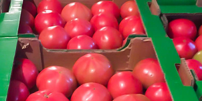 High quality of tomatoes (red, roze, cherry, black) from
