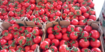 Hochwertige Tomaten (rot, rosa, kirschrot, schwarz) aus Albanien bereit
