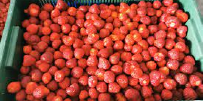 The company engaged in the cultivation of strawberries is