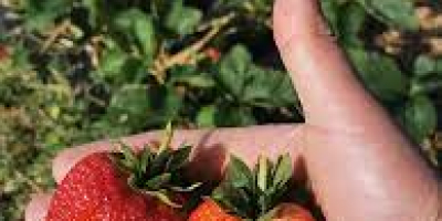 The company engaged in the cultivation of strawberries is