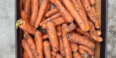 Продавам мръсни моркови опаковани в чували. Налични 100 тона.