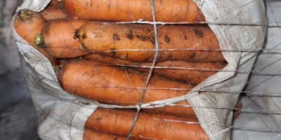 Ich verkaufe schmutzige Karotten in Säcken verpackt. 100 Tonnen