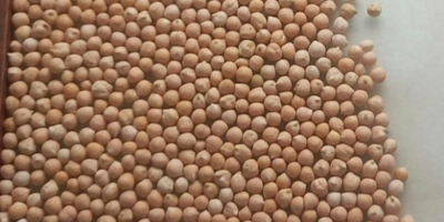 We sell chickpeas caliber 7+ cleaned on Sortex, pure