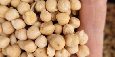 We sell chickpeas caliber 7+ cleaned on Sortex, pure