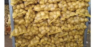 Frische Kartoffeln aller Größen im Großhandel 1. Glatte und