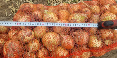 Yellow, red, pink onions wholesale export in large quantities