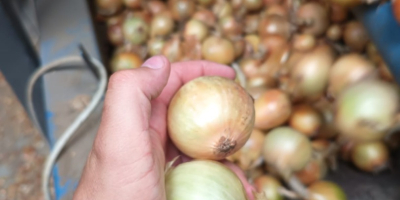 Yellow, red, pink onions wholesale export in large quantities
