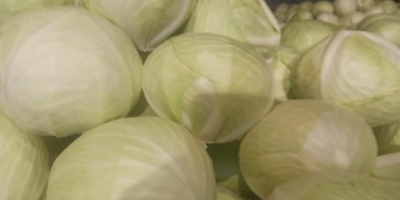 White cabbage and other vegetables export large quantities White