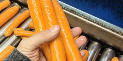 Морков Търговско или индустриално качество Опаковка шита мрежа 10,