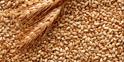 Feed wheat 6000 tons. Country of origin: Ukraine; Non-GMO;