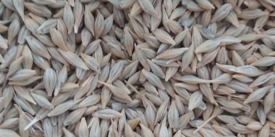 About 250 tons of high-quality barley are available. Corresponds