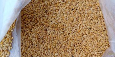 Golden flaxseed Purity - 98% Moisture content &lt; 7%