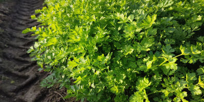 I will sell parsley.