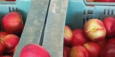 производители нектаринов, персиков с желтой мякотью и хурмы в