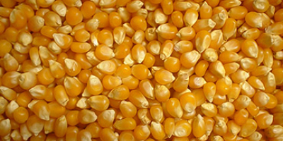 Unser Unternehmen verkauft Getreide (Mais) von hoher Qualität aus