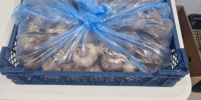 Hello. Fresh garlic, caliber 5.5-7.5.