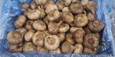 Hello. Fresh garlic, caliber 5.5-7.5.