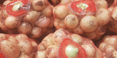 I will sell young onions (Uzbekistan). No damage or