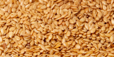 We sell golden flaxseed of own production from Ukraine.