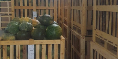 Wassermelonen aus Zagora, 100 % Größe, 8–15 kg, Brix-Grad