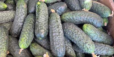 I will sell fresh ground cucumbers from Belarus. Packaging: