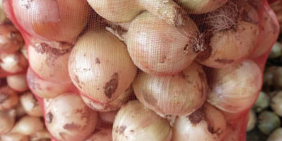 I will sell young onions from Uzbekistan. Directly from
