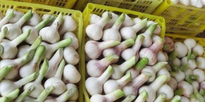 I will sell garlic from Uzbekistan. Directly from the