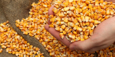 Das Unternehmen bietet Mais für den Export an. Preis:
