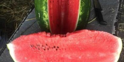 Wassermelonen aus Marokko ins besonders Zagora, 100 % Kaliber,