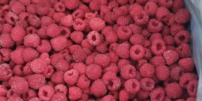 Willamette frozen raspberries Quality 90/10 (can also be 95/5)