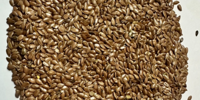 linseed, KZ import, in warehouses in Poland, purity 99%,
