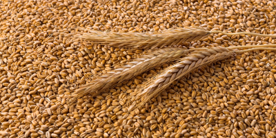 Марцулести Цомби СА нуди следеће производе за извоз: Пшенични
