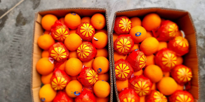 Предлагаме ви сочни портокали Валенсия направо от Египет Първокласни