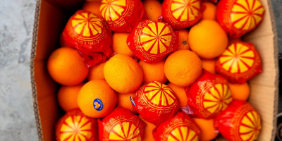 Vi offriamo succose arance Valencia direttamente dall&#39;Egitto Prima classe
