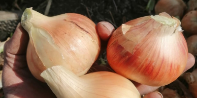 We cordially invite you for onions straight from Egypt