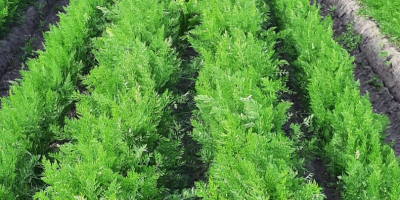 Täglich erntefrischer Ysbergsalat, Karotten, Bohnen, Erbsen, Pastinaken usw. Herzliche