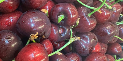 I will sell Cherries Country of origin Spain Variety