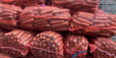Продам морковь грязную и товарную. 2-5, мешок 20/30 кг.