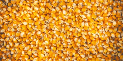 Compro cereali mais, frumento, orzo a buon prezzo tra