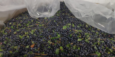 The Belarusian enterprise offers for delivery: Frozen unpeeled blueberries.