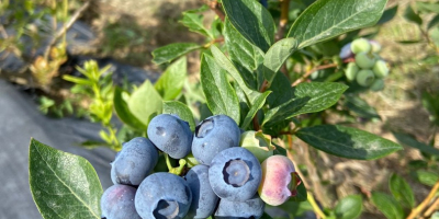 We grow and provide fresh blueberries for European and
