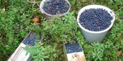 I will sell Blueberry / Red Forest. Super quality.