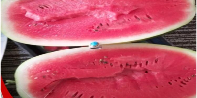 Iranische ovale süße Wassermelone 6 kg bis 15 kg