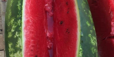 Iranische ovale süße Wassermelone 6 kg bis 15 kg