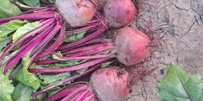 I am selling red beets, production 2023, quantity 30