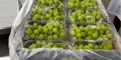 Thompson mag nélküli szőlő Minimum 1 raklap: 400 kg