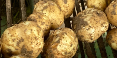 Vendo patate novelle prodotte nel 2023, maggiori dettagli su